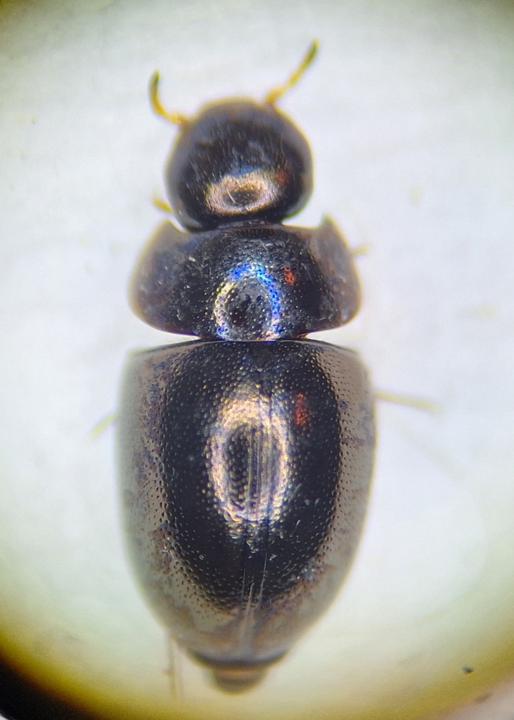 Paracymus subcupreus