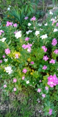 Catharanthus roseus
