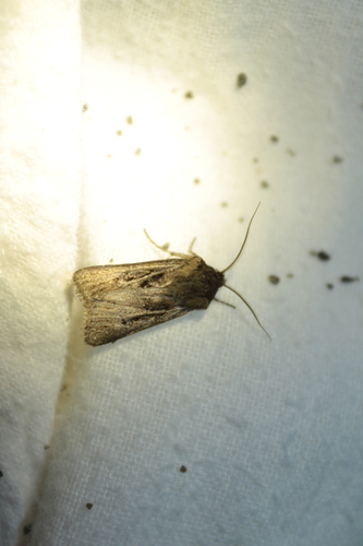 Photo of Fereday's Cutworm (Euxoa ceropachoides)