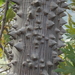 Ceiba parvifolia - Photo (c) Karla Mtz,  זכויות יוצרים חלקיות (CC BY-NC), הועלה על ידי Karla Mtz