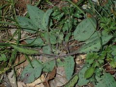 Hieracium glaucinum