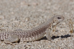 Dipsosaurus dorsalis dorsalis