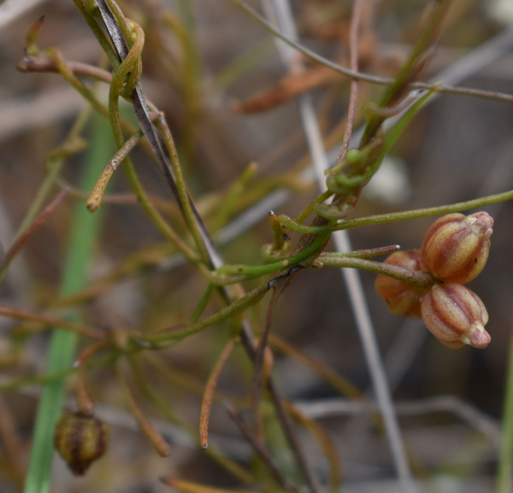 Cassytha capillaris (Cassytha capillaris)