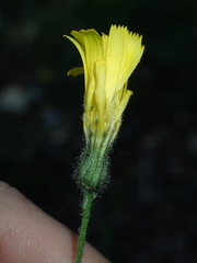 Hieracium glaucinum