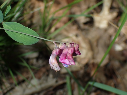 Black pea (Lathyrus niger)
