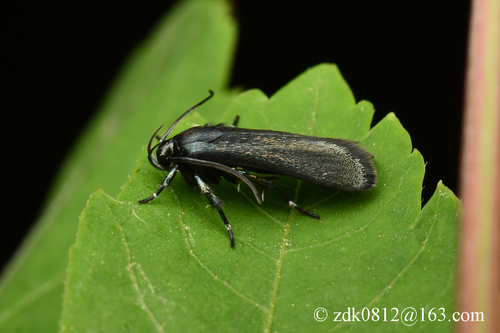 Cyanarmostis vectigalis