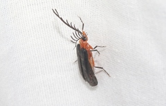 Pterotus obscuripennis