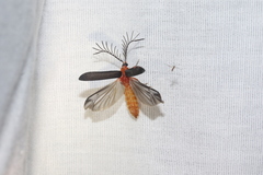 Pterotus obscuripennis