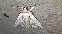 Catocala clintonii