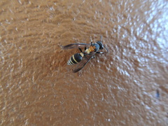 Polybia occidentalis bohemani