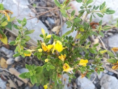 Holographis ehrenbergiana