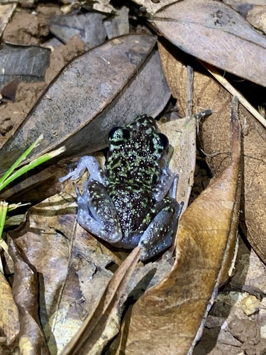 Leprus Chirping Frog, Eleutherodactylus leprus
