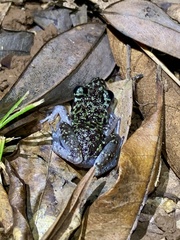 Leprus Chirping Frog