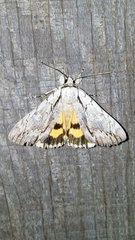 Catocala clintonii