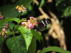 Heliconius antiochus