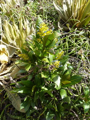 Palicourea weberbaueri