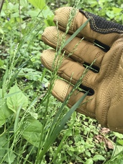 Poa sylvestris