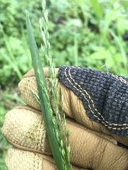 Poa sylvestris