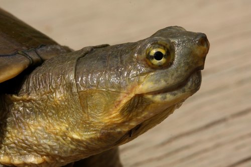 Yellow Mud Turtle