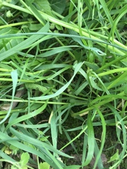 Poa sylvestris
