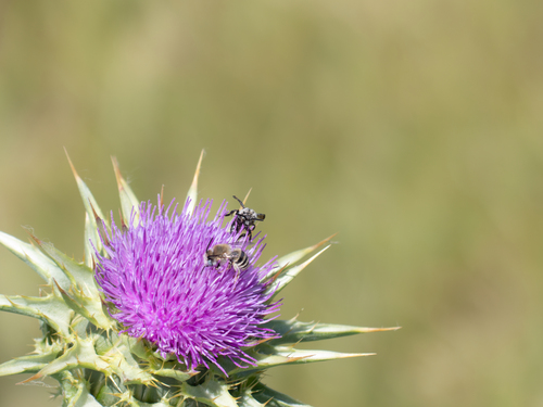 iNaturalist observation photo of California Digger-cuckoo Bee