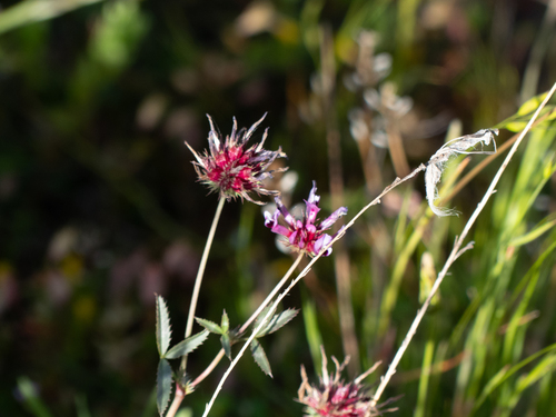 iNaturalist observation photo of tomcat clover