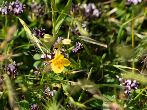 iNaturalist observation photo of seep monkeyflower