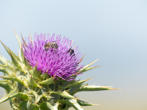iNaturalist observation photo of Honey Bees, Bumble Bees, and Allies