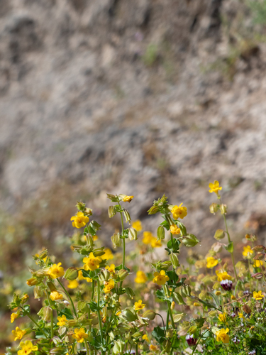 iNaturalist observation photo of seep monkeyflower
