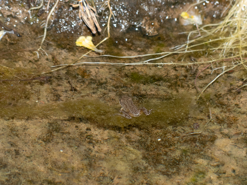iNaturalist observation photo of Pacific chorus frog
