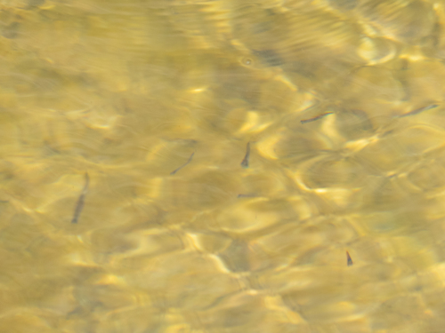 iNaturalist observation photo of Ray-finned Fishes