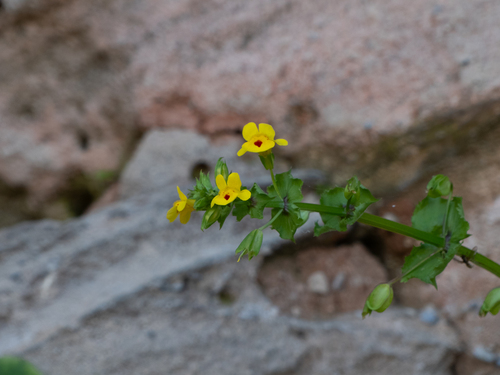 iNaturalist observation photo of shy monkeyflower