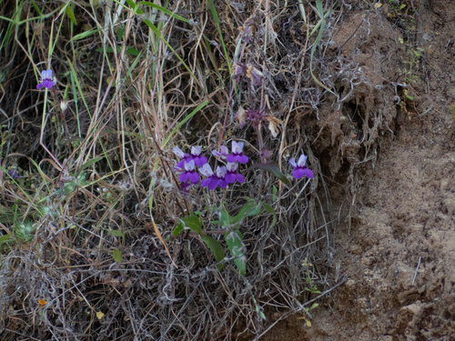 iNaturalist observation photo of Purple Chinese Houses