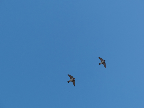 iNaturalist observation photo of Cliff Swallow