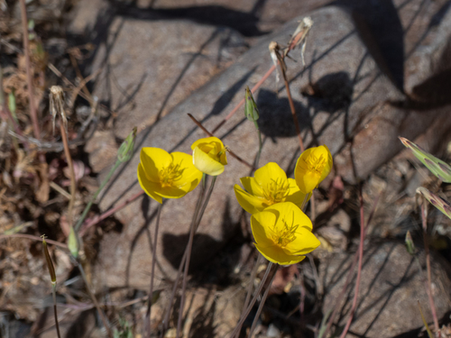 iNaturalist observation photo of Frying Pans