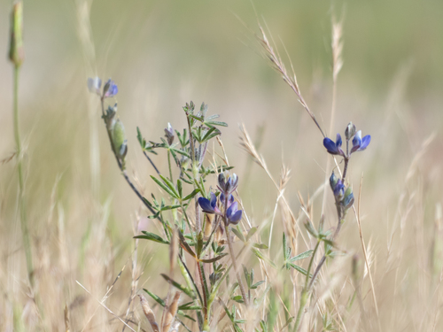 iNaturalist observation photo of Miniature Lupine