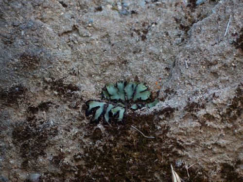 iNaturalist observation photo of Starworts