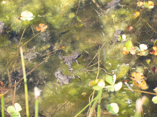 iNaturalist observation photo of Western Toad