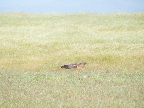 iNaturalist observation photo of Red-tailed Hawk