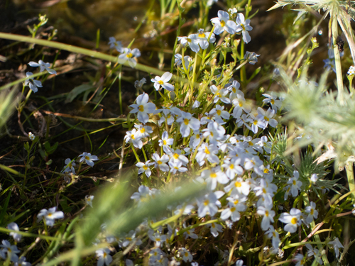 iNaturalist observation photo of toothed calicoflower