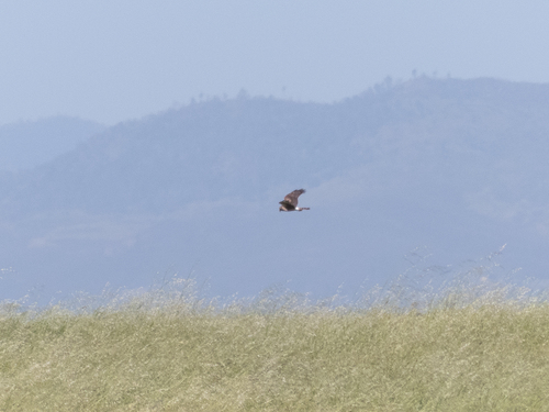 iNaturalist observation photo of Northern Harrier