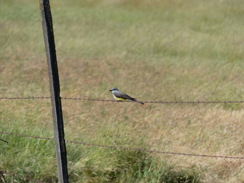 iNaturalist observation photo of Western Kingbird