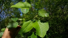 Populus heterophylla