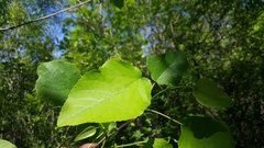 Populus heterophylla