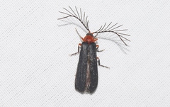 Pterotus obscuripennis
