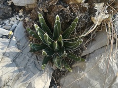 Agave victoriae-reginae