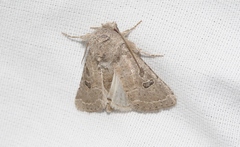 Protorthodes melanopis