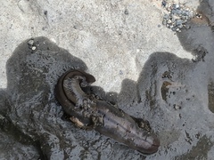 Bipalium pennsylvanicum