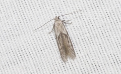 Hypatopa