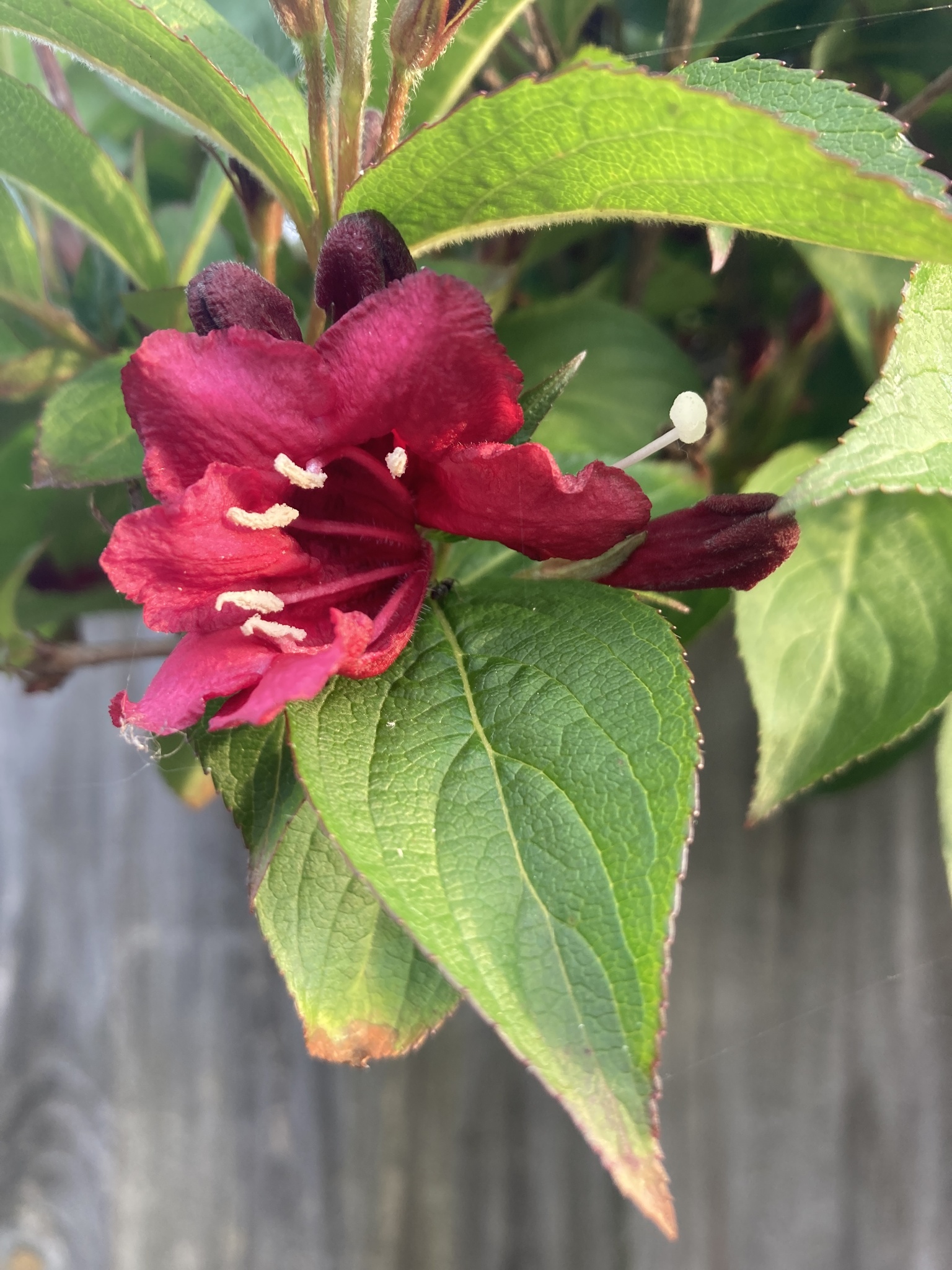 Imagem de Weigela florida